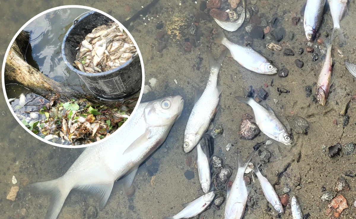 Już tydzień trwa odławianie śniętych ryb z Jeziora Kowalskiego pod Poznaniem. Wydobyto już niemal 5 ton martwych osobników. Robią to przede wszystkim aktywiści, którzy podejrzewają, że ktoś mógł zatruć wodę w zbiorniku.