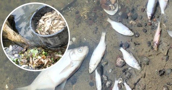 Już tydzień trwa odławianie śniętych ryb z Jeziora Kowalskiego pod Poznaniem. Wydobyto już niemal 5 ton martwych osobników. Robią to przede wszystkim aktywiści, którzy podejrzewają, że ktoś mógł zatruć wodę w zbiorniku.