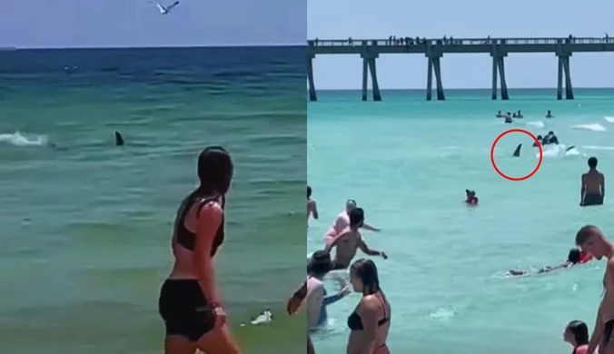 Rekin między plażowiczami. Media obiegło nietypowe nagranie