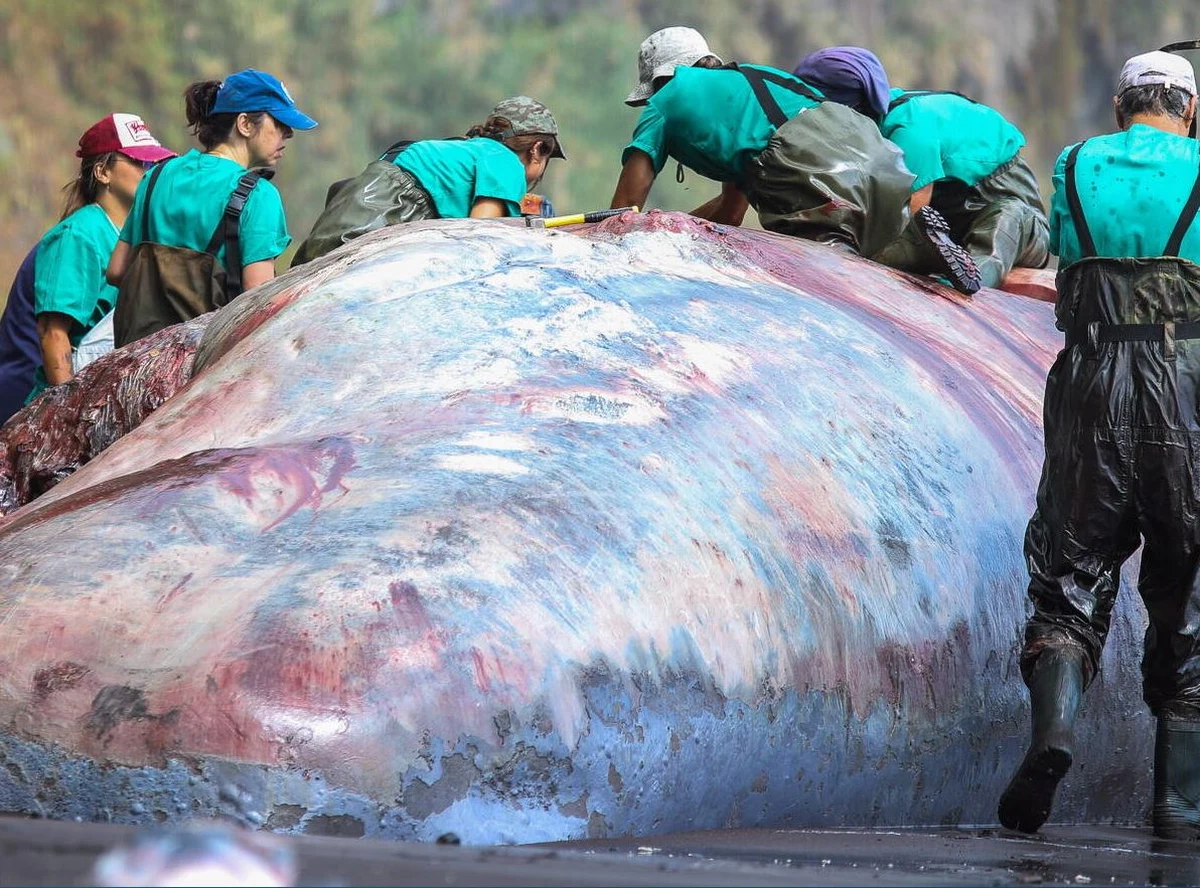 W brzuchu martwego wieloryba, którego ocean wyrzucił na plażę jednej z Wysp Kanaryjskich, znaleziono skarb wart pół miliona dolarów. Chodzi o bardzo rzadką ambrę, wykorzystywaną między innymi w produkcji perfum. Władze La Palmy chcą ją sprzedać, a zysk przeznaczyć na pomoc ofiarom wybuchu wulkanu w 2021 roku. 