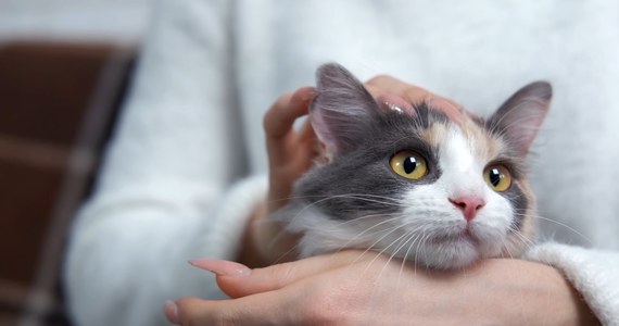Nie ma zagrożenia dla ludzi w związku z przypadkami grypy ptaków u kotów - twierdzi Ministerstwo Rolnictwa i Rozwoju Wsi i Główny Inspektorat Weterynarii. ​Nie została też potwierdzona hipoteza, że koty zaraziły się przez zjedzenie mięsa drobiowego.