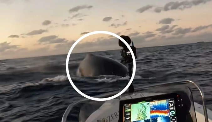 Wyjątkowe nagranie rybaka. "Złowił" wieloryba