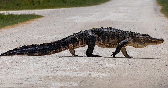 Tragedia w Karolinie Południowej. Na wyspie Hilton-Head aligator zabił 69-letnią kobietę, która wyszła z psem na spacer w pobliżu terenów golfowych nad laguną.