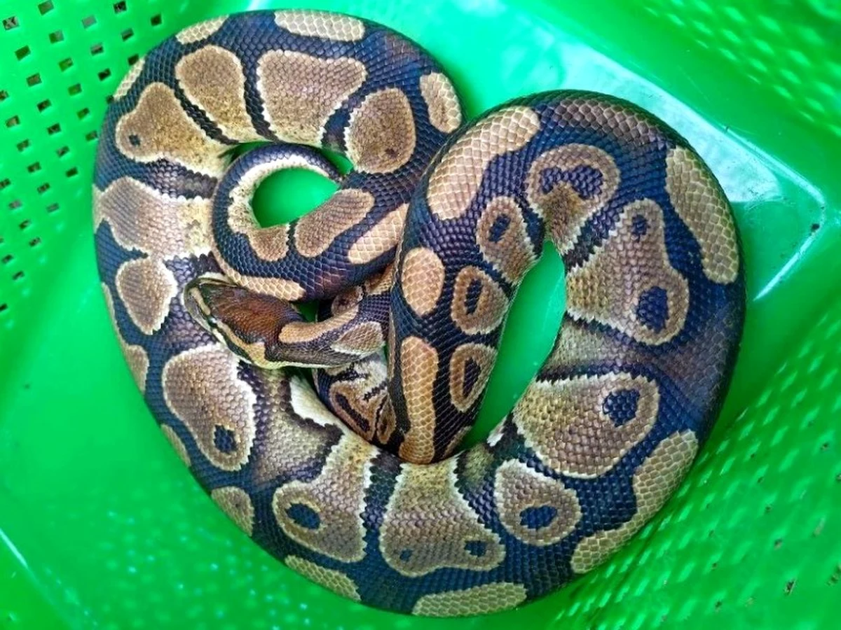 Mieszkaniec Białołęki znalazł na środku ulicy pytona królewskiego. Wężem zaopiekowali się strażnicy miejscy z Ekopatrolu.