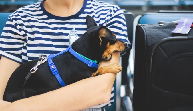 Czy można lecieć z psem na wakacje? Wszystko, co musisz wiedzieć