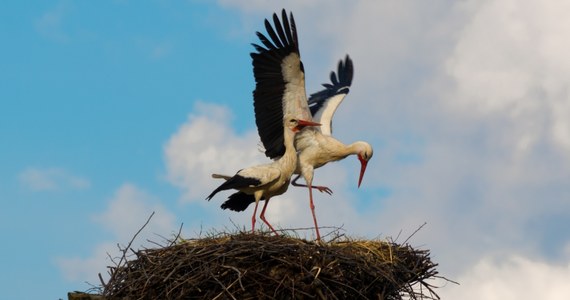 Za większość nagłych zgonów kotów odpowiada zakażenie wirusem grypy ptaków podtypu H5N1. Sprawa jest poważna, ale należy tonować stwierdzenia, że mamy do czynienia z epidemią grypy ptaków u kotów - mówi prof. Krzysztof Rypuła z Uniwersytetu Przyrodniczego we Wrocławiu.