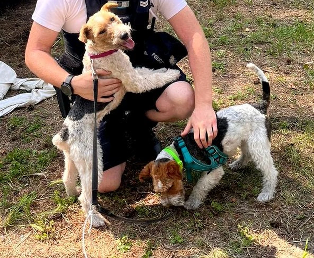 Dwa psy pozostawione na kilka godzin w samochodzie uwolnili sopoccy policjanci. Na zewnątrz było 26 stop. C. Zwierzęta leżały na legowisku w bagażniku, skamlały i dyszały.