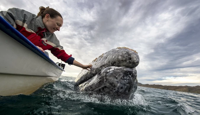 Niesamowite zachowanie wielorybów w Meksyku. Pokazano nagranie