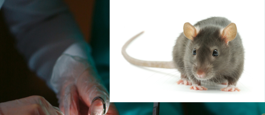 Naukowcy z sukcesem przeszczepili pięciu szczurom nerki, które w stanie głębokiego zamrożenia były przechowywane aż przez 100 dni. Nowa metoda może odmienić transplantologię, istotnie zwiększając dostęp do organów i poprawiając ich dopasowanie.