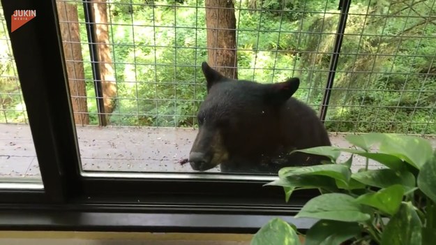 Ten niedźwiedź postanowił odwiedzić mieszkańców domu mieszczącego się w lesie. Spacerował po tarasie i próbował sforsować okno. 