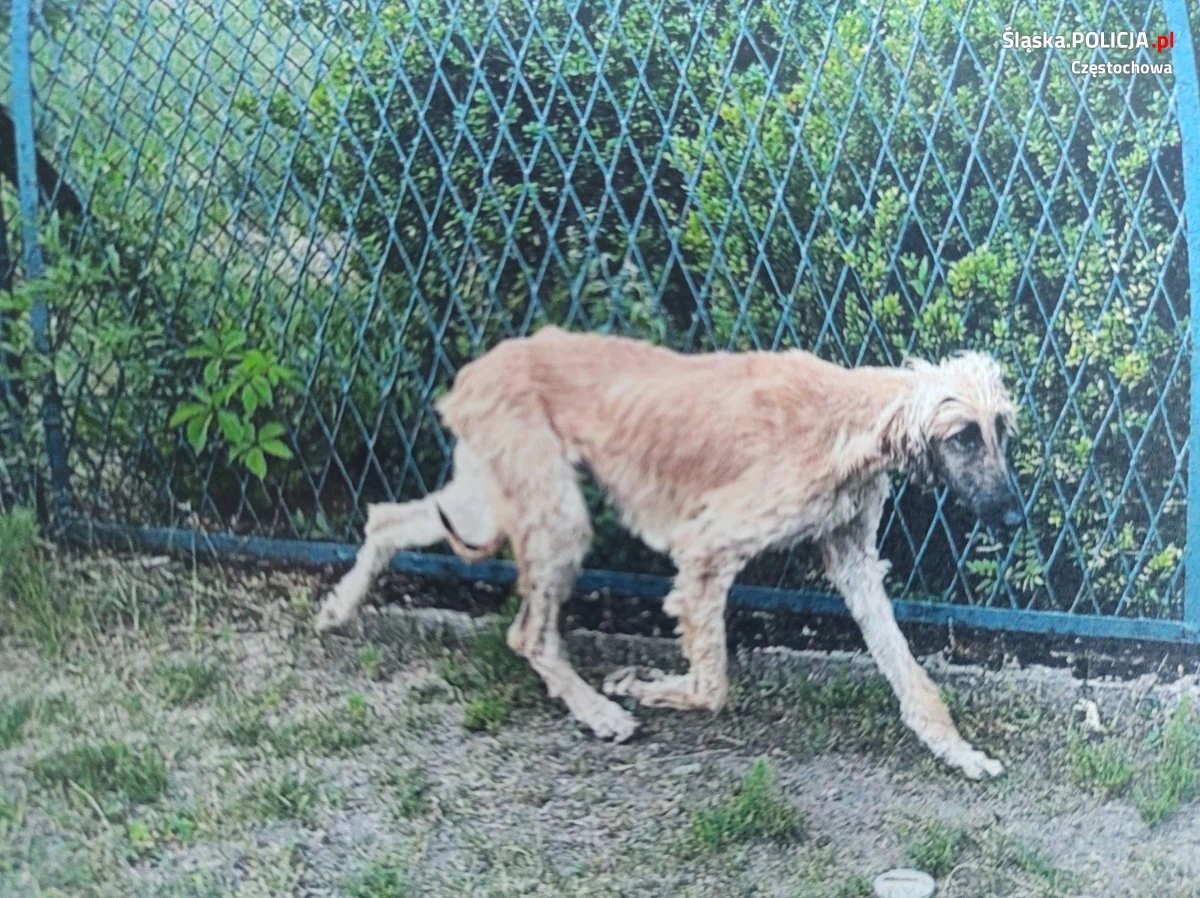 Częstochowscy policjanci prowadzą dochodzenie w sprawie wychudzonych i skrajnie zaniedbanych psów, które znaleziono w domu jednorodzinnym. Zwierzęta zostały zabrane z posesji, a ich właścicielce grozi do 3 lat więzienia.