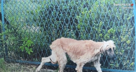Częstochowscy policjanci prowadzą dochodzenie w sprawie wychudzonych i skrajnie zaniedbanych psów, które znaleziono w domu jednorodzinnym. Zwierzęta zostały zabrane z posesji, a ich właścicielce grozi do 3 lat więzienia.