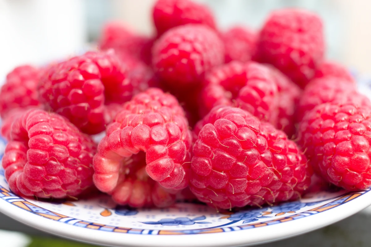 Plantatorzy malin z gminy Chodel na Lubelszczyźnie nie kryją rozczarowania po konferencji wiceministra rolnictwa Rafała Romanowskiego. Przyjechał on do miejscowości Granice, by mówić o uruchomionym skupie malin. Rolnicy spodziewali się, że usłyszą konkretne informacje - tak się jednak nie stało. "Dalej nic nie wiemy" - podkreślali w rozmowie z reporterem RMF FM Krzysztofem Kotem. 