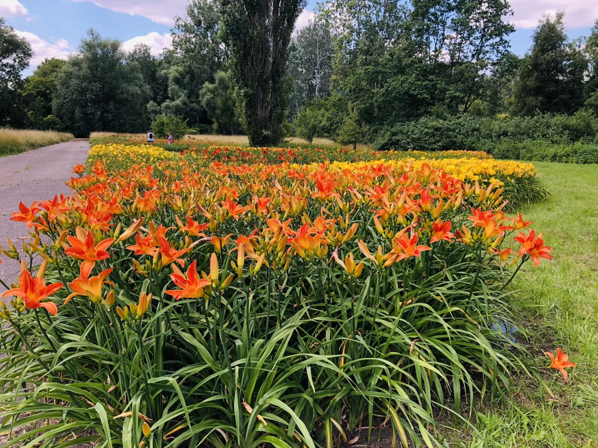 "Piękno jednego dnia", czyli niezwykłe, kwitnące tylko przez jeden dzień, kwiaty. W piątek w łódzkim Ogrodzie Botanicznym zaczyna się "Tydzień liliowców". To doskonały pretekst, żeby zobaczyć wspaniałe kielichy w 90 odmianach.