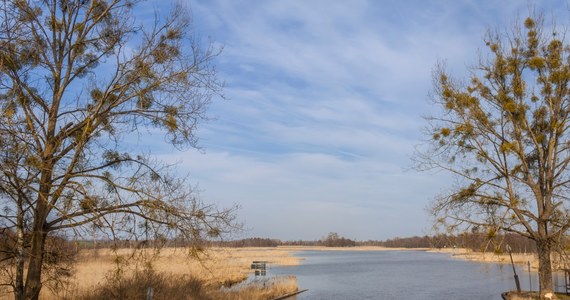 42-letni mężczyzna utonął w Kanale Grunwaldzkim w pobliżu miejscowości Zielony Lasek w gminie Ryn na Mazurach. 42-latek przyjechał wczoraj ze swoimi dwoma znajomymi łowić ryby. 