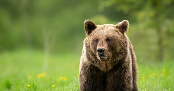 Po centrum Sanoka na Podkarpaciu chodził niedźwiedź. Na szczęście nie doszło do żadnej niebezpiecznej sytuacji, ale trasę zwierzęcia kontrolowała policja.