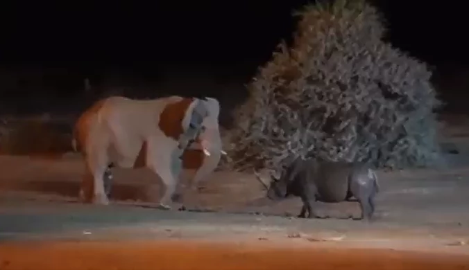 Starcie słonia z nosorożcem. Do sieci trafiło nagranie