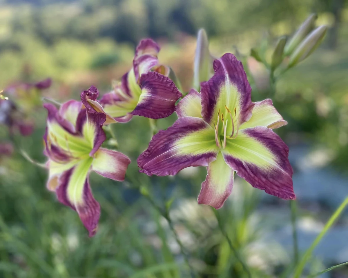 W Arboretum Wojsławice koło Niemczy na Dolnym Śląsku obchodzone jest dziś Święto Liliowców. Jest tam największa kolekcja tych kwiatów w Europie - ponad 3,5 tysiąca odmian i gatunków. Kwitną, zachwycając swoją urodą.
