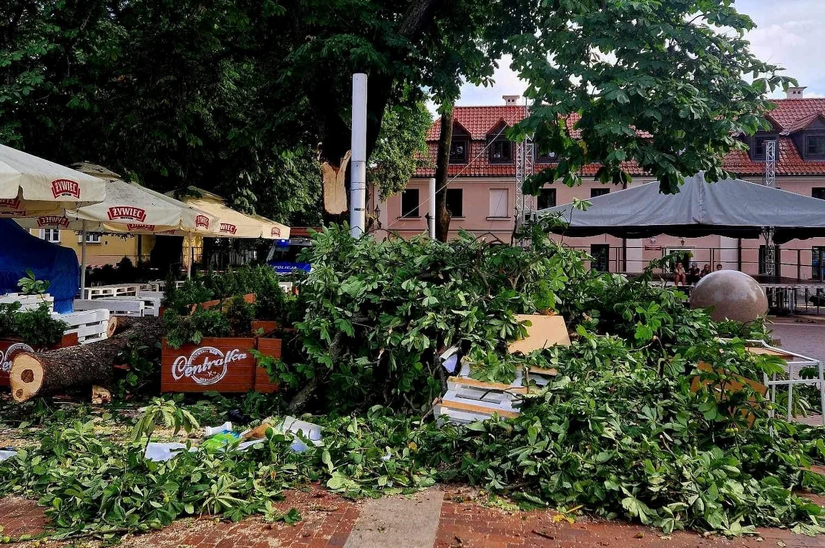 Kasztanowiec w Zamościu, którego konar złamał się i ranił 9 osób, został wycięty. Zdaniem dendrologów było to konieczne z powodu braku przeciwwagi dla ważącej 4 tony gałęzi.
