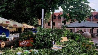 ​Potężny konar ranił 9 osób. Wycięli całe drzewo