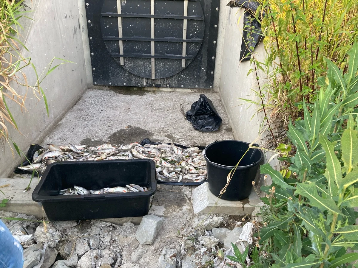 Przyducha to jedna z możliwych przyczyn śnięcia ryb w Wildze w Krakowie. Nie jest to jeszcze przesądzone, bo trwają badania próbek wody pobranych przez inspektorów WIOŚ. Z rzeki odłowiono kilkaset sztuk śniętych ryb.

