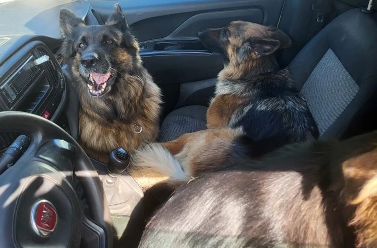 Niebezpieczny incydent w Gdyni. Kierowca osobowego fiata na prawie 6 godzin zostawił w samochodzie stojącym w pełnym słońcu swoje 3 psy. Interweniowała policja.