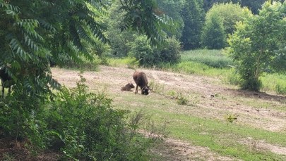 Narodziny w poznańskim zoo. Powiększyła się rodzina Gnu Brunatnych