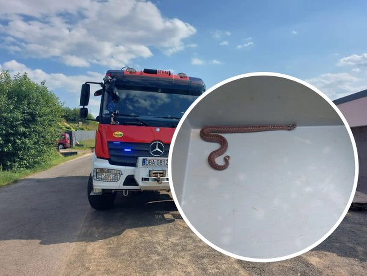 Dramatyczne sceny rozegrały się w jednym z domów w Boguszowie-Gorcach w województwie dolnośląskim. Do budynku dostała się żmija, która ukąsiła przebywające w nim dziecko. Na miejsce została wezwana straż pożarna.