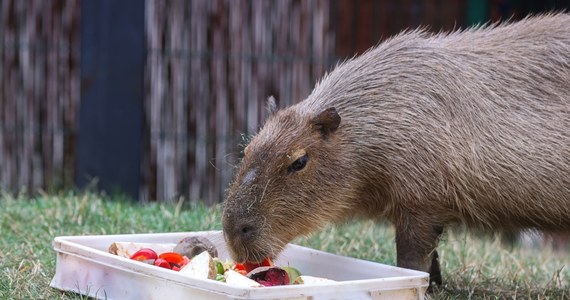 W łódzkim ogrodzie zoologicznym świętowano dziś Dzień Kapibary. Przedstawicielka tego gatunku o imieniu Tenebris otrzymała różnego rodzaju prezenty. 