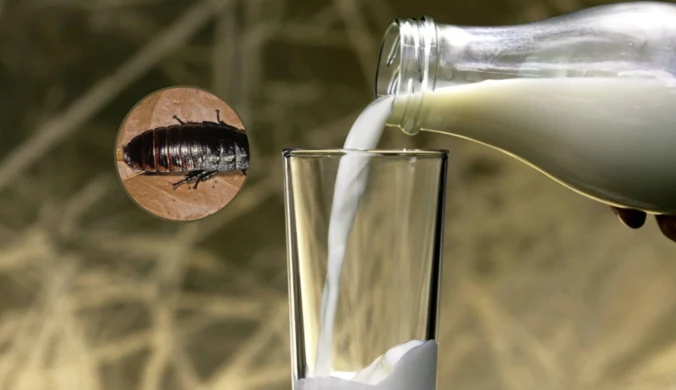 Naukowcy zachwalają mleko z karaluchów. Wyjątkowe właściwości
