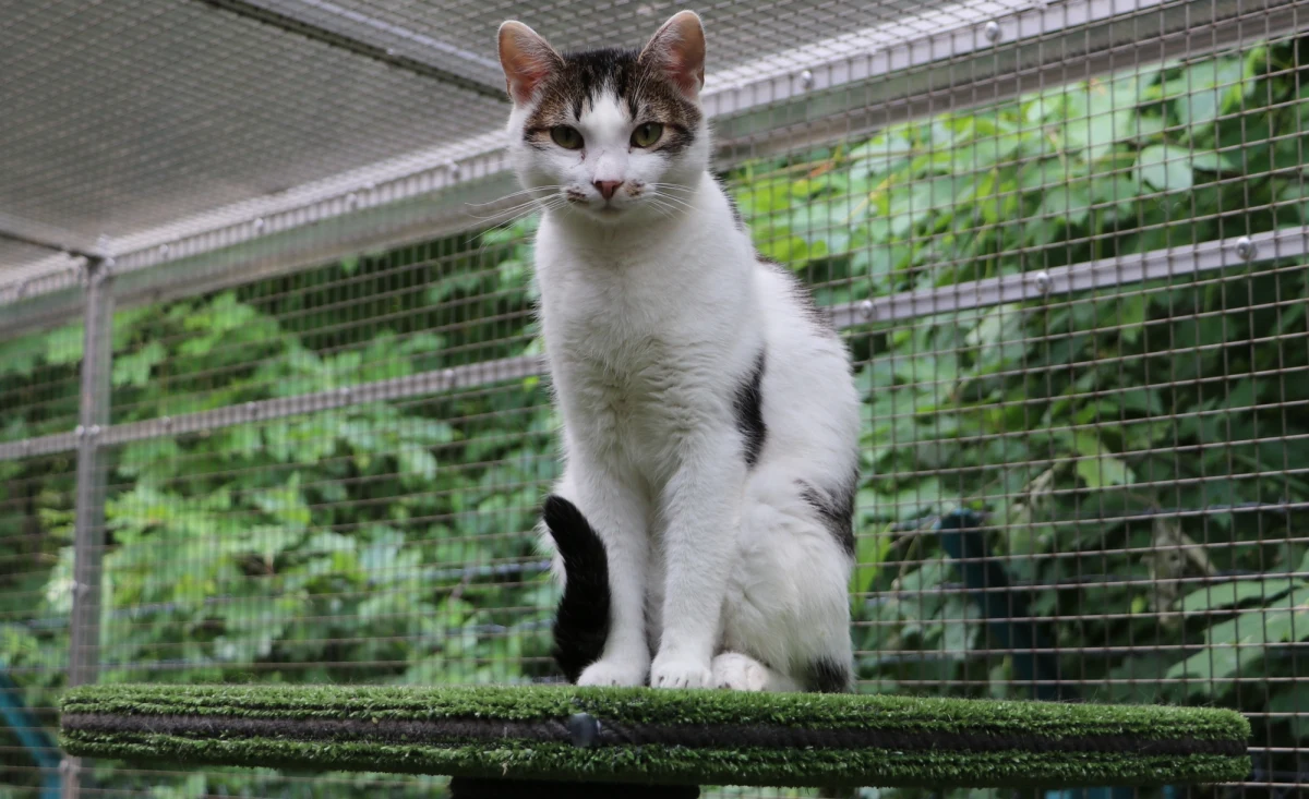 Upał nad Polską oznacza dla nas nie tylko konieczność zadbania o nawodnienie swojego organizmu i nieprzebywanie zbyt długo na pełnym słońcu, ale również troskę o zdrowie i życie zwierząt. Nasi czworonożni pupile, podobnie jak ludzie, męczą się przebywając zbyt długo w wysokiej temperaturze.