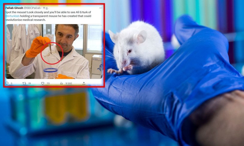 Prosimy nie regulować monitorów, to naprawdę jest przezroczysta mysz. Prof. Ali Ertürk z centrum badawczego Helmholtz w Monachium pracuje nad nią od 2018 roku, a teraz przekonuje, że będzie to rewolucja w leczeniu raka. 