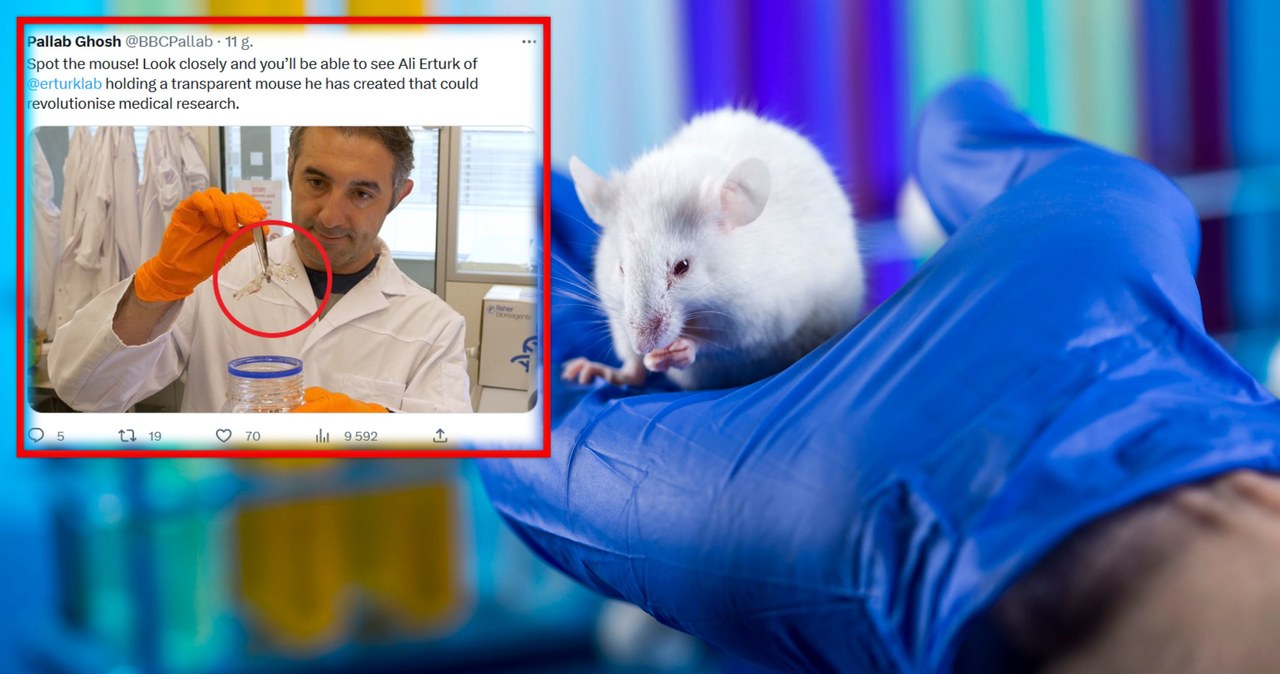 Prosimy nie regulować monitorów, to naprawdę jest przezroczysta mysz. Prof. Ali Ertürk z centrum badawczego Helmholtz w Monachium pracuje nad nią od 2018 roku, a teraz przekonuje, że będzie to rewolucja w leczeniu raka. 
