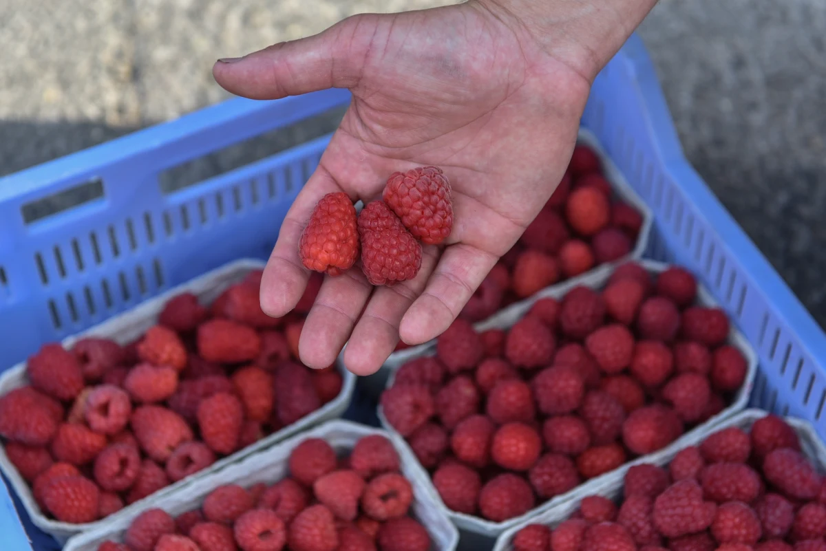 W województwach lubelskim i mazowieckim ruszają kontrole w skupach malin. Mają ustalić, czy w ostatnim tygodniu mogło dojść tam do zmowy, przez którą cena za kilogram owoców w części punktów spadła nagle o złotówkę.