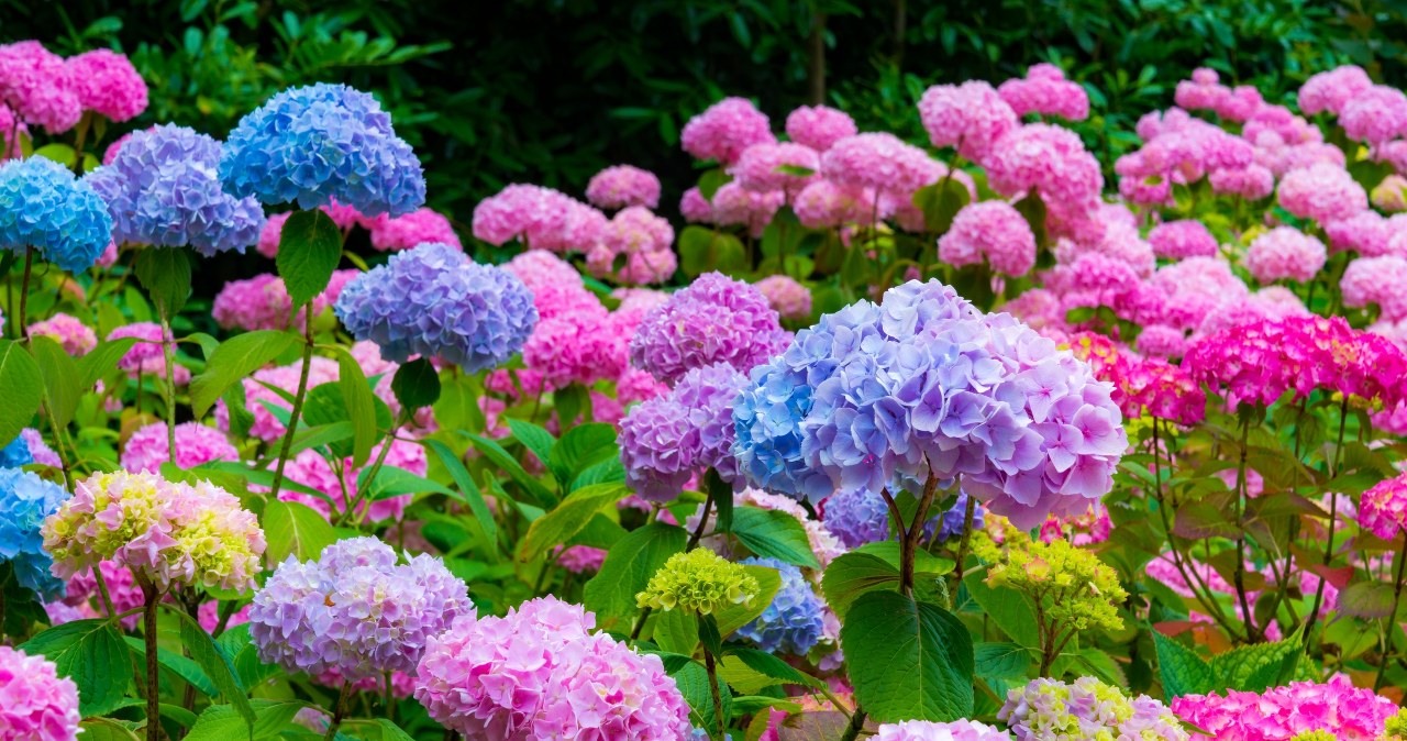 Chcesz zmienić kolor hostensji? Zamiast sadzić nowe, podlej stare tym