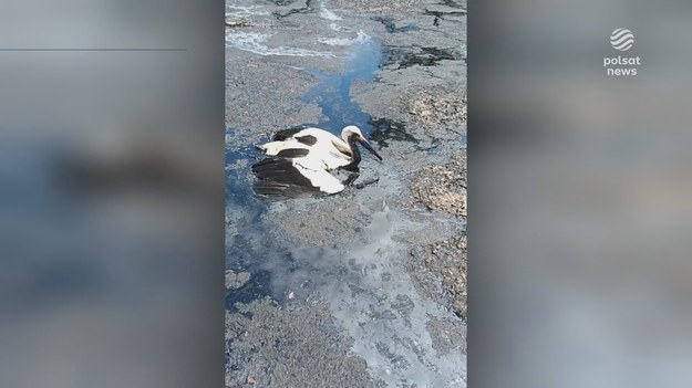 Toksyczna maź z nieczynnej wytwórni zabija ptaki. Jednego z bocianów nie udało się uratować. Reporterzy sprawdzają, jak potoczą się dalsze losy pułapki na zwierzęta.