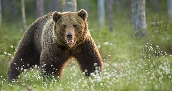 Specjalna policyjna grupa interwencyjna zajmie się odstraszaniem zuchwałych niedźwiedzi, które podchodzą blisko zabudowań w bieszczadzkich powiatach. Będą uczyć drapieżniki, żeby trzymały się z dala od ludzi. W piątek wieczorem niedźwiedź spacerował po ulicach Sanoka. W internecie pojawił się film z tego zaskakującego incydentu.