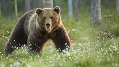 Niedźwiedzie coraz bardziej zuchwałe. Specjalna grupa zajmie się odstraszaniem