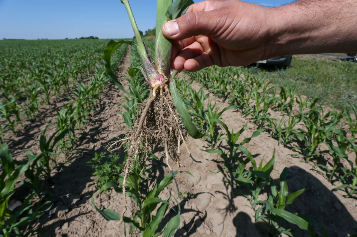 Ponad 60. procent gmin w Polsce jest zagrożonych suszą rolniczą. To wniosek z danych Instytutu Uprawy Nawożenia i Gleboznawstwa Państwowego Instytutu Badawczego w Puławach. Susza daje się we znaki niemal połowie (47 proc.) powierzchni naszego kraju. Najtrudniejsza sytuacja dotyczy gruntów, na których uprawiane są zboża jare. 