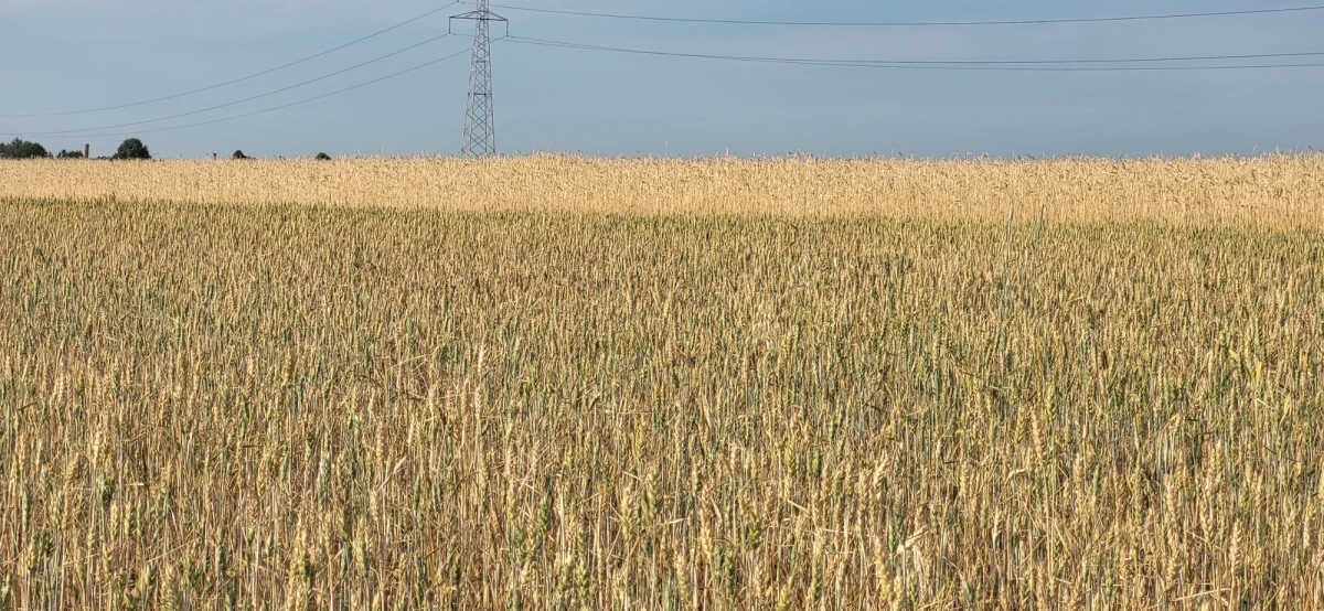 Susza daje się we znaki w wielu regionach kraju. trudna sytuacja jest m.in. w Wielkopolsce. Na ponad 220 gmin we wszystkich panuje rolnicza susza. Nasz reporter odwiedził kilka gospodarstw, żeby sprawdzić, jakie uprawy najbardziej ucierpiały. 