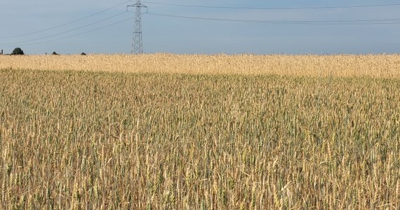 Susza daje się we znaki w wielu regionach kraju. trudna sytuacja jest m.in. w Wielkopolsce. Na ponad 220 gmin we wszystkich panuje rolnicza susza. Nasz reporter odwiedził kilka gospodarstw, żeby sprawdzić, jakie uprawy najbardziej ucierpiały. 