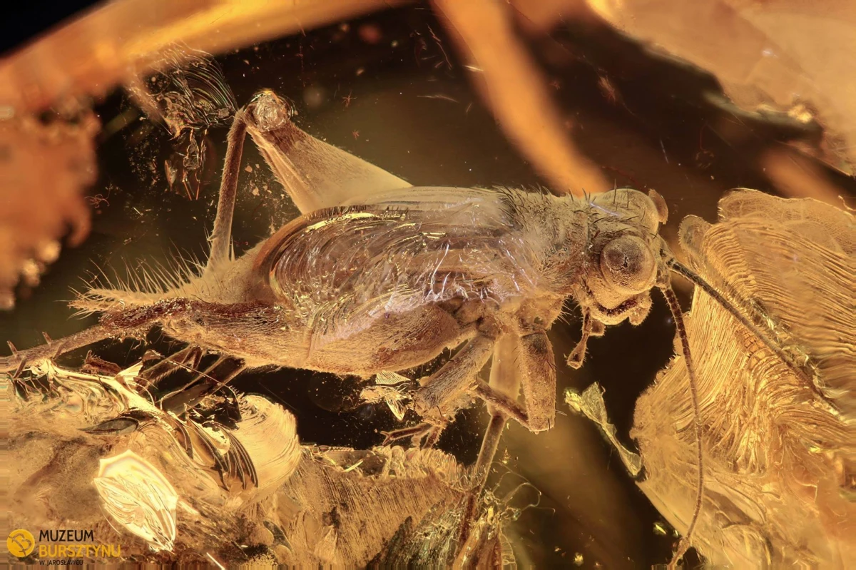 Z Muzeum Bursztynu w Jarosławcu skradziono niezwykle cenny okaz pasikonika zatopionego w bursztynie. Sprawca dał się sfotografować przez system monitoringu muzeum. Wcześniej razem z całą rodziną kupił bilety i spokojnie podziwiał wystawę.