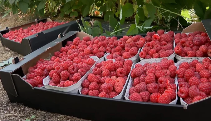 "Wydarzenia": Apele plantatorów pomogły. UOKiK rozpoczął kontrole w skupach malin