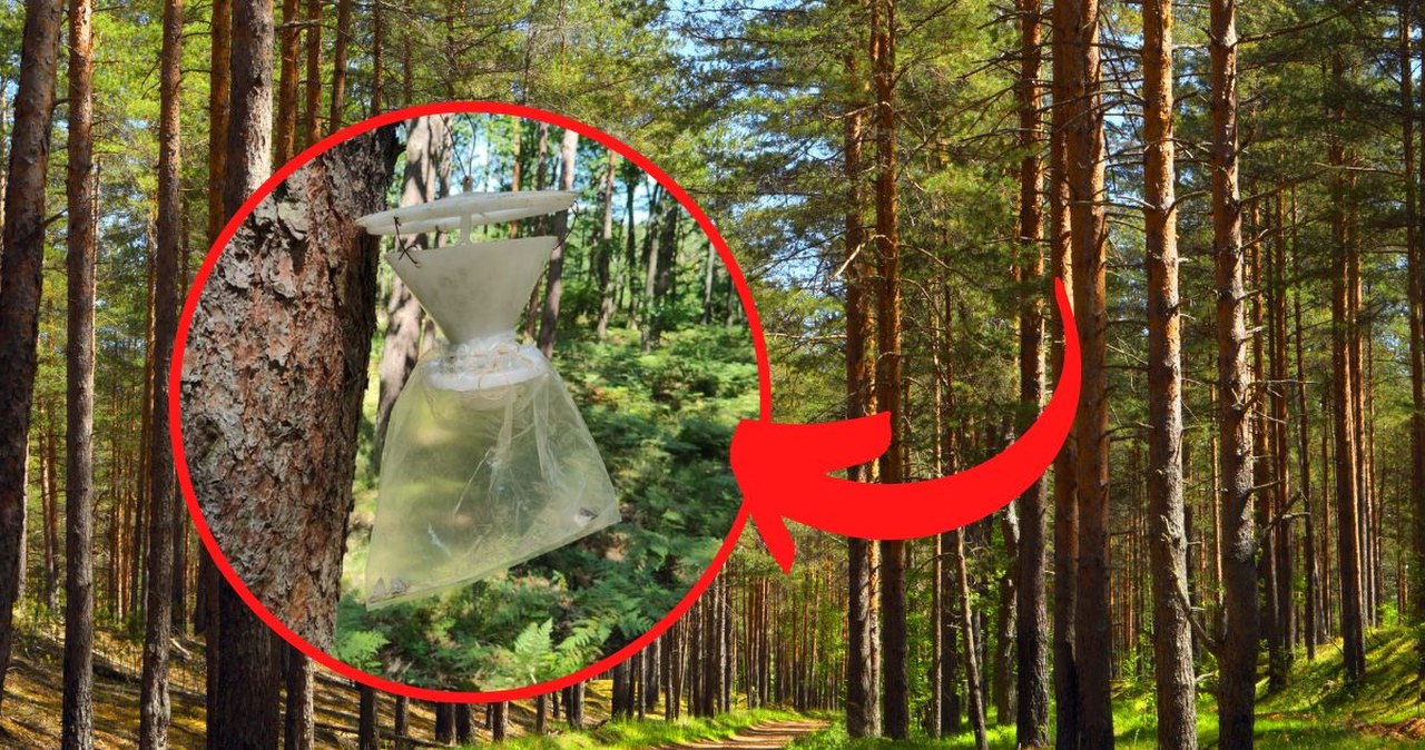 Tajemnicze worki wiszą na drzewach. Leśnicy polują na owada, który może ogołocić sosny Tajemnicze worki wiszą na drzewach. Leśnicy polują na owada, który może ogołocić sosny