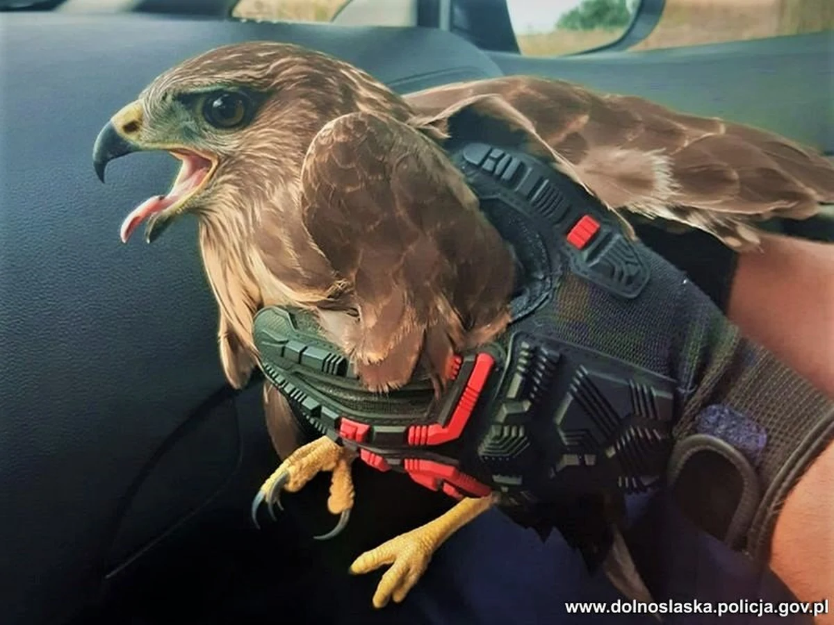 Szczęśliwie zakończyła się historia myszołowa, który ranny leżał przy drodze w gminie Udanin (woj. dolnośląskie). Ptakowi pomogli policjanci z komendy w Środzie Śląskiej.