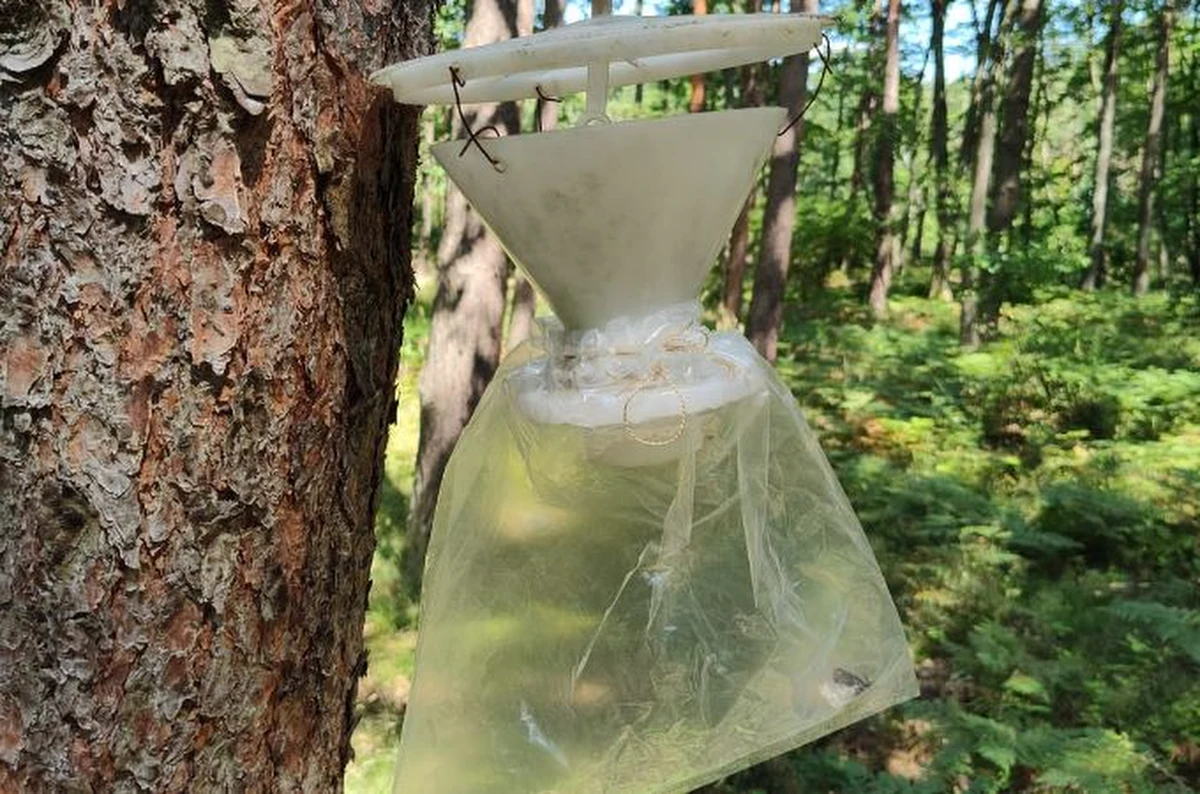 Worki z tajemniczą substancją wiszące na drzewach można zobaczyć w okolicach Gniezna w Wielkopolsce. To pułapki - wyjaśnia nadleśnictwo.
