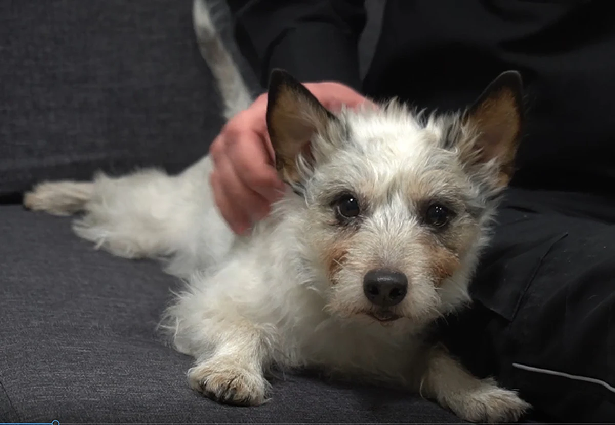 Po 12 latach służby w Mazowieckim Urzędzie Celno-Skarbowym na emeryturę przeszła Nutka - pies rasy Jack Russel Terrier. "W trakcie swojej służby wykryła 150 kilogramów narkotyków o wartości ok. 10 mln złotych" - podkreśliła rzeczniczka szefa Krajowej Administracji Skarbowej st. rachm. Justyna Pasieczyńska.