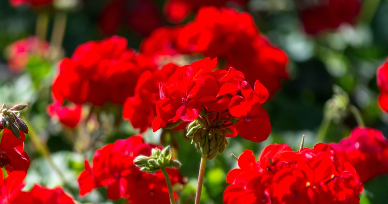 Te pelargonie stały się hitem Instagrama. Wszyscy chcą je mieć w ogrodzie