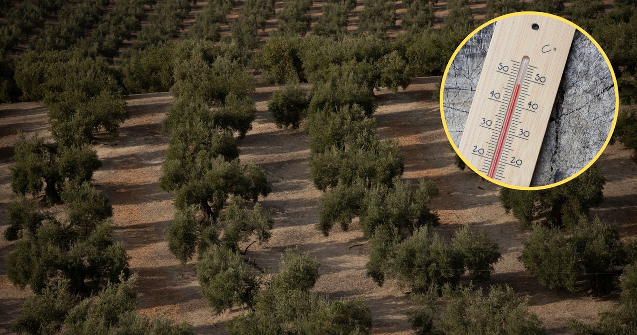 España.  La sequía ha destruido la cosecha de olivos.  Los precios estan subiendo