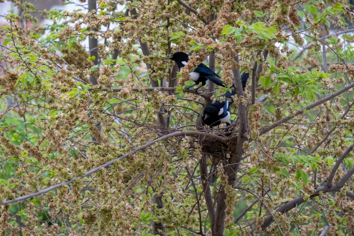 Do budowy gniazd ptaki używają różnorodnych materiałów: gałęzi, suchych trawy czy roślin wodnych. Auke-Florian Hiemstra, biolog, który bada, w jaki sposób dzikie zwierzęta przetwarzają ludzkie materiały, myślał, że widział już wszystko. "Nie mogłem uwierzyć własnym oczom" - wspomina. Gniazdo, które znalazł przed jednym ze szpitali w Antwerpii powstało z montowanych na budynkach kolców do odstraszania ptaków.